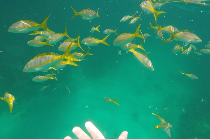 3 Hour Private Snorkeling in Marathon Florida - Key things to love about this Marathon private snorkeling trip