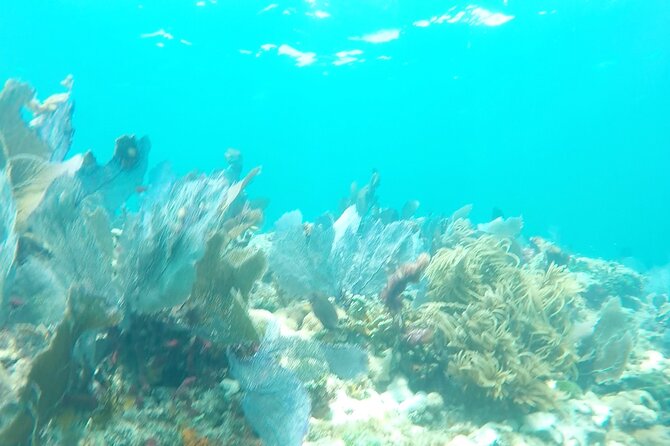 3 Hour Private Snorkeling in Marathon Florida - Reef time near Sombrero Lighthouse vs Coffins Patch