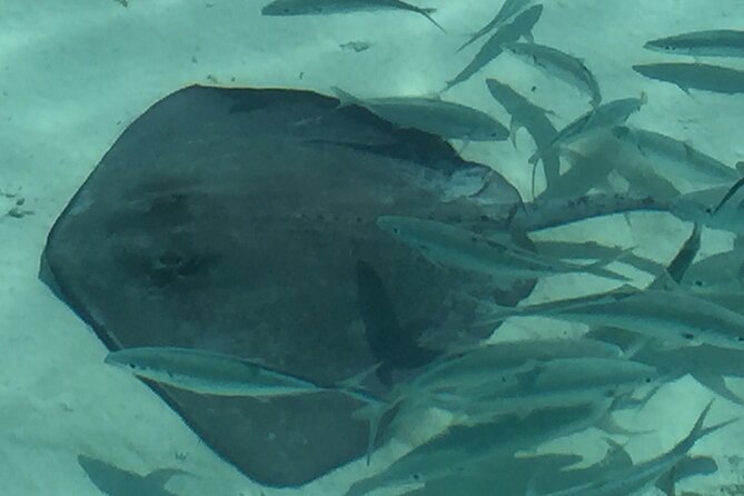 3 Hour Private Snorkeling in Marathon Florida - Your guide’s flexibility: snorkeling, shelling, sandbar time, and calmer water