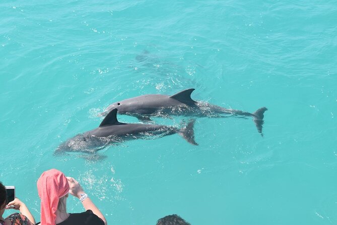 All-Inclusive Sandbar Safari with Dolphin Playground Encounter - Where You Start in Downtown Key West (and Why Timing Matters)