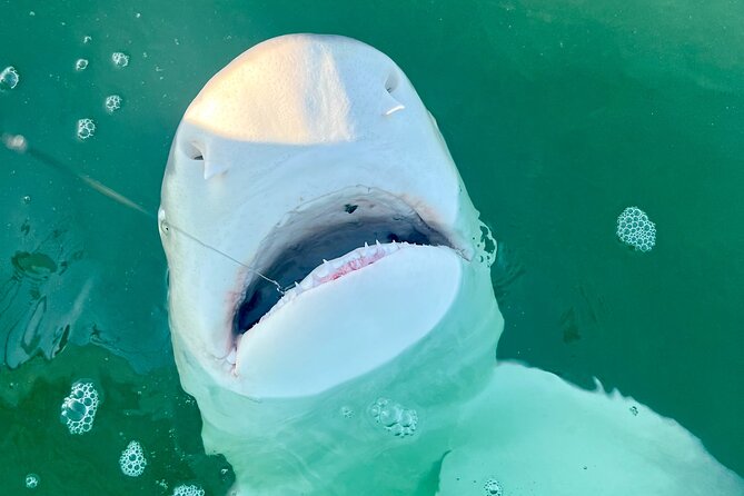 Backcountry Half Day Fishing Key West - Who this Key West backcountry charter is best for