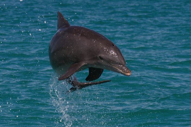 Biologist Owned & Operated: Dolphin Watching & Guided Snorkeling - Key moments that make this tour worth your time