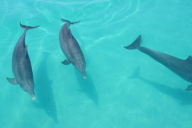 Biologist Owned & Operated: Dolphin Watching & Guided Snorkeling - When to book and what to bring for a better water day