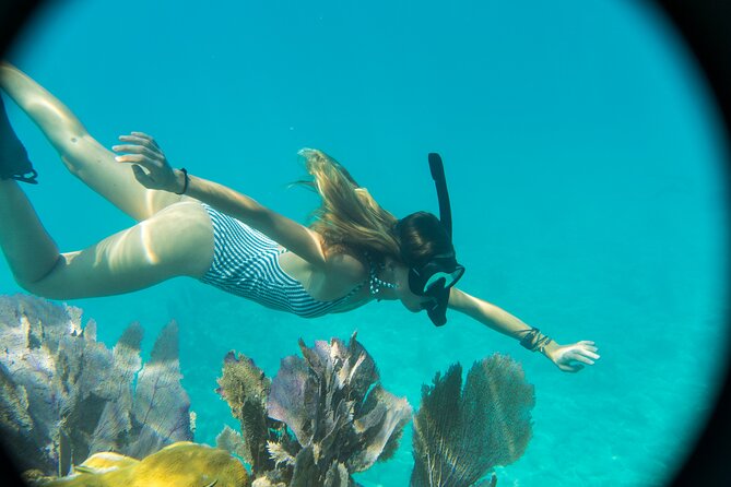 Biologist Owned & Operated: Dolphin Watching & Guided Snorkeling - Snorkeling the sponge garden: what you’re actually snorkeling over