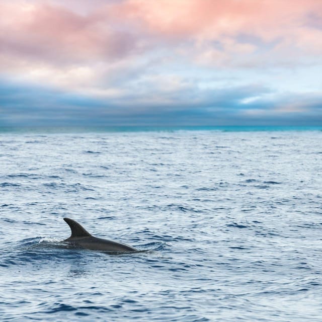 Captain's Choice: Dolphin Watch Sunset Sail - The First Stretch: Historic Seaport to Key West Landmarks