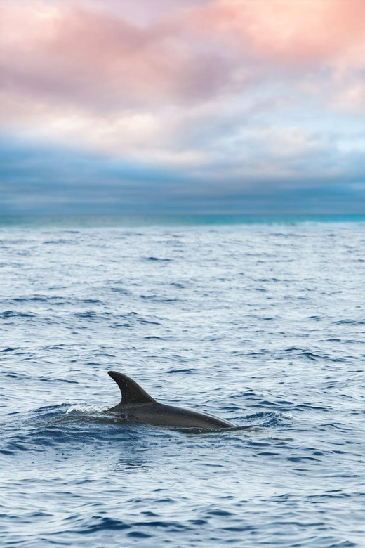 Captain's Choice: Dolphin Watch Sunset Sail - The Boat Details That Make It Easier to Enjoy