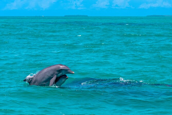 Champagne Dolphin Sail and Reef Snorkel - Booking and Weather: Planning for the One Variable You Can’t Ignore