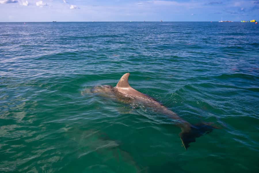 Dolphin & Snorkeling Key West - Key takeaways before you go