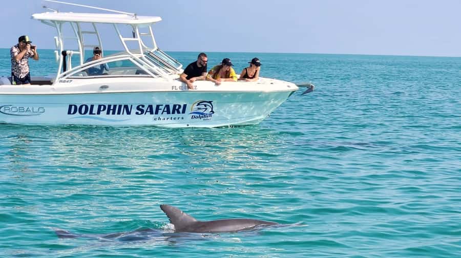 Dolphin & Snorkeling Key West - Why a max-of-6 boat makes dolphin day feel personal