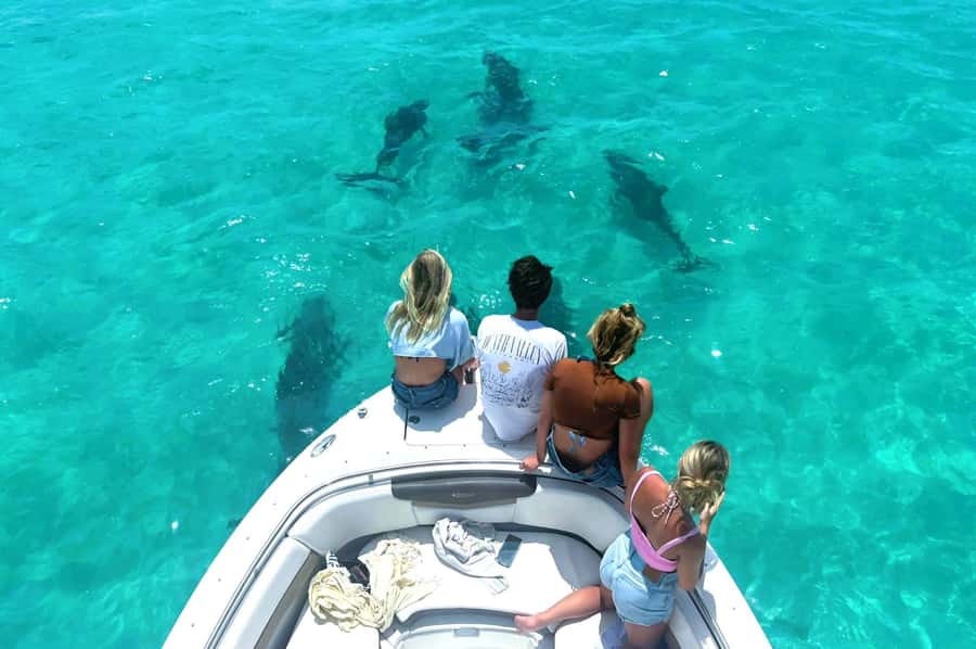 Dolphin & Snorkeling Key West - Wild dolphins: how your 3-hour day is structured