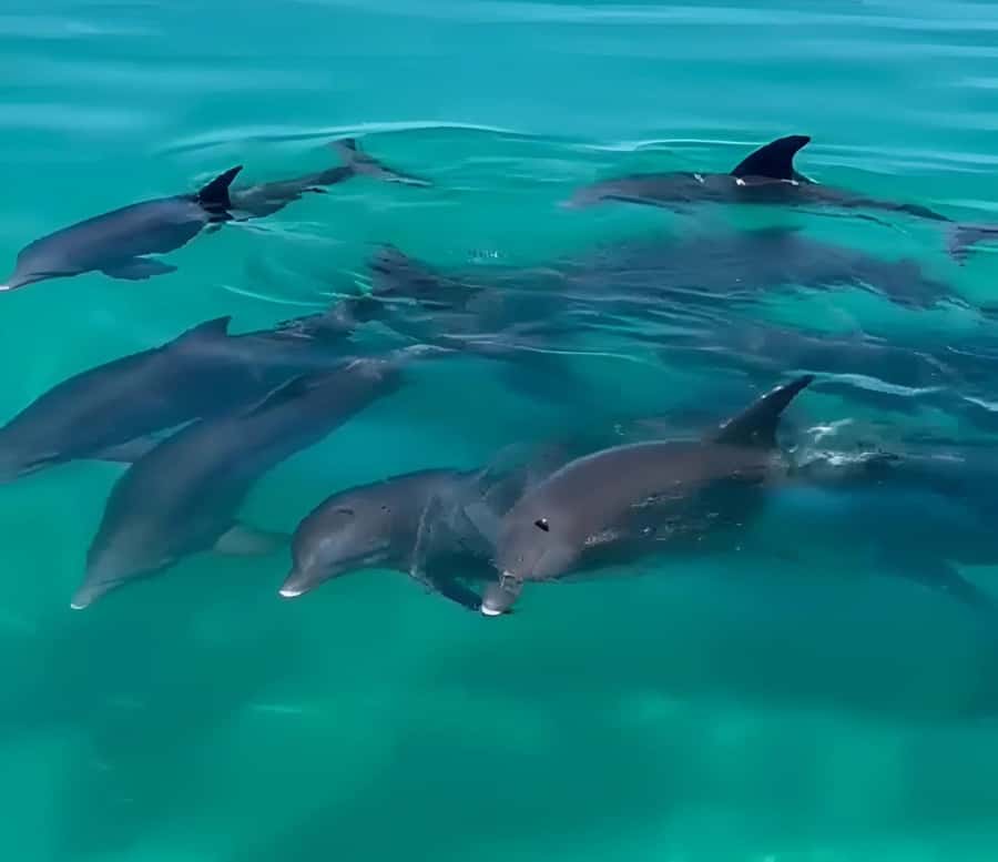 Dolphin & Snorkeling Key West - Price and inclusions: why $128 can feel fair