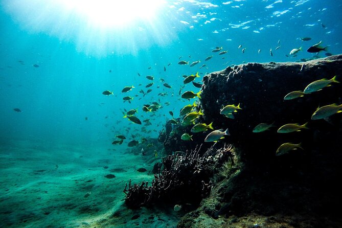 Dolphin Watching and Snorkeling Adventure in Key West - The dolphin search: how local spotting changes your odds