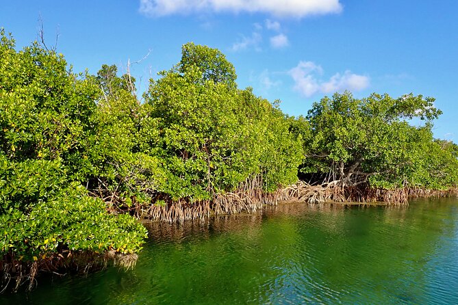 Florida Keys Backcountry Eco Tour from Big Pine Key - Key Highlights You’ll Feel Right Away