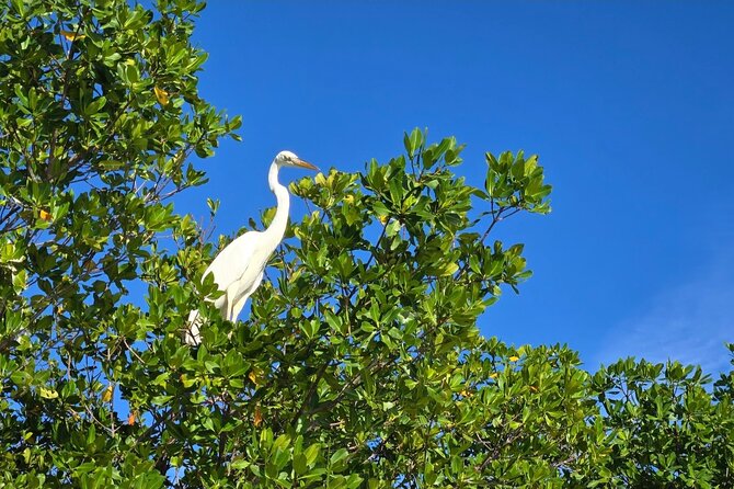 Florida Keys Kayak And Paddleboard Rentals - Geiger Key in Key West: Why This Paddle Feels Like More Than Key West