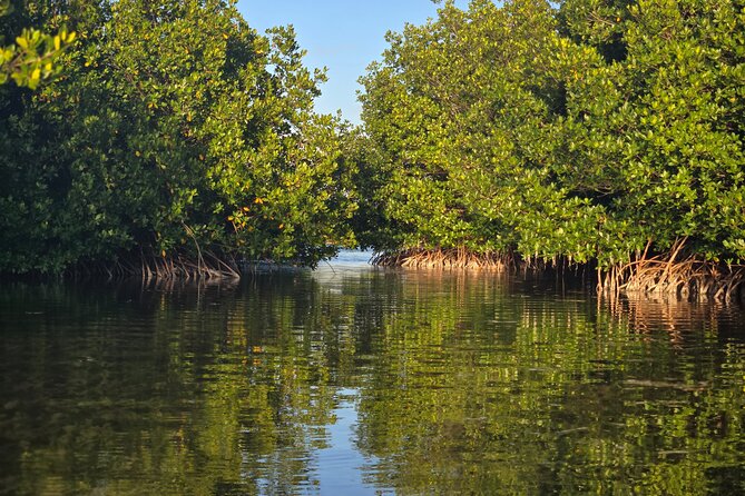 Florida Keys Kayak And Paddleboard Rentals - Wildlife You Can Actually Look For (Without Guessing)
