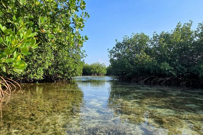 Florida Keys Kayak And Paddleboard Rentals - Kayak vs Paddleboard: Pick the Style That Matches Your Day