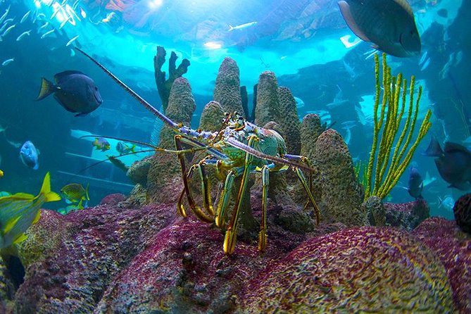 Full-Day Tour of Florida Keys Including Aquarium Encounters from Key West - Overseas Highway and the Seven Mile Bridge: the ride that feels like a show