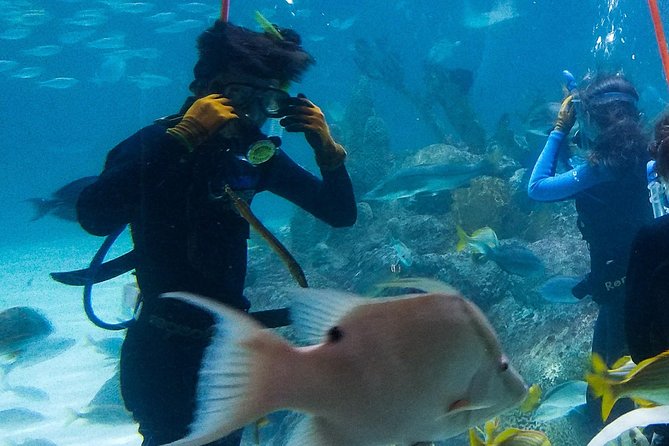 Full-Day Tour of Florida Keys Including Aquarium Encounters from Key West - National Key Deer Refuge Safari: short window, smart tactics