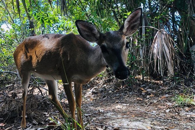Full-Day Tour of Florida Keys Including Aquarium Encounters from Key West - Comfort, pace, and group size: why the small van matters