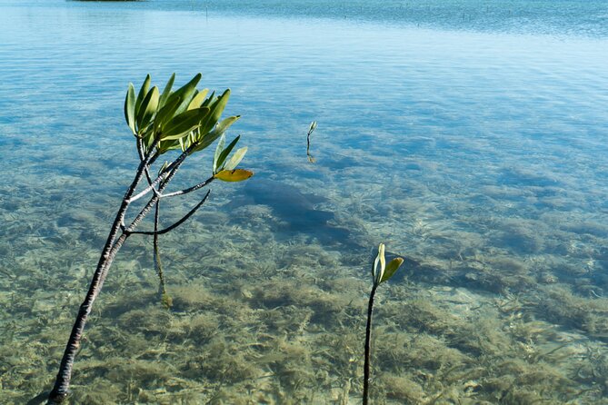 Guided Clear Kayak Eco-Tour Near Key West - Stop 1 on Sugarloaf Key: channels, sanctuary water, and a quick warm-up