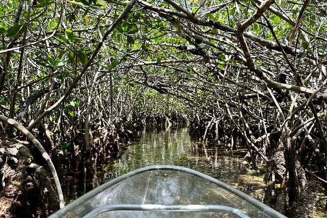 Guided Clear Kayak Eco-Tour Near Key West - Price and value: $79 for clear-water learning, not just a ride