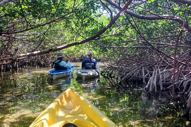 Guided Mangrove Eco Tours Kayak or Paddleboard Adventure - Quick Hits You’ll Care About