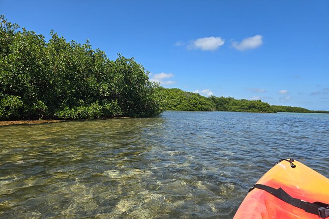 Guided Mangrove Eco Tours Kayak or Paddleboard Adventure - Florida Keys National Marine Sanctuary Stop: What You’re Really Focusing On