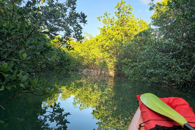 Guided Mangrove Eco Tours Kayak or Paddleboard Adventure - The Guide Experience: Kristen Keeps It Relaxed and Real