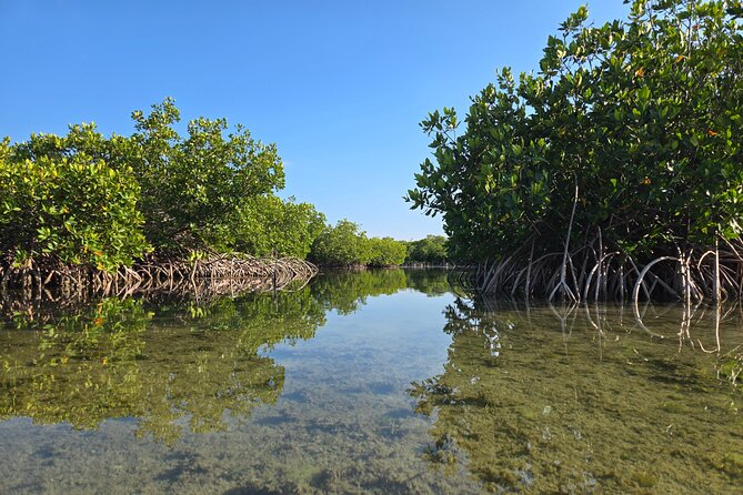 Guided Mangrove Eco Tours Kayak or Paddleboard Adventure - Gear and Small Comforts: What’s Included (and What You’ll Want to Add)