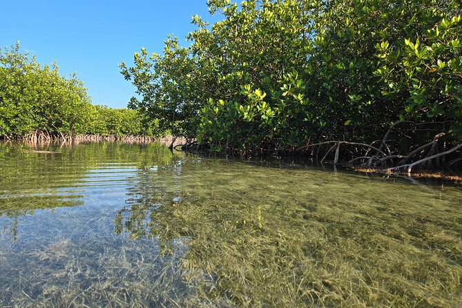 Guided Mangrove Eco Tours Kayak or Paddleboard Adventure - Is $75 Worth It for a 2-Hour Eco Tour in Key West?