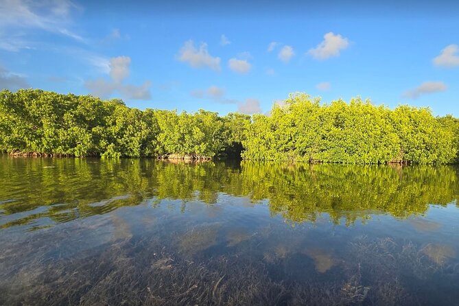 Guided Mangrove Eco Tours Kayak or Paddleboard Adventure - Who This Tour Fits Best (and Who Might Want Another Option)