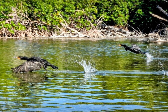 Guided Mangrove Eco Tours Kayak or Paddleboard Adventure - Kayak or Paddleboard: Picking Your Comfort Level