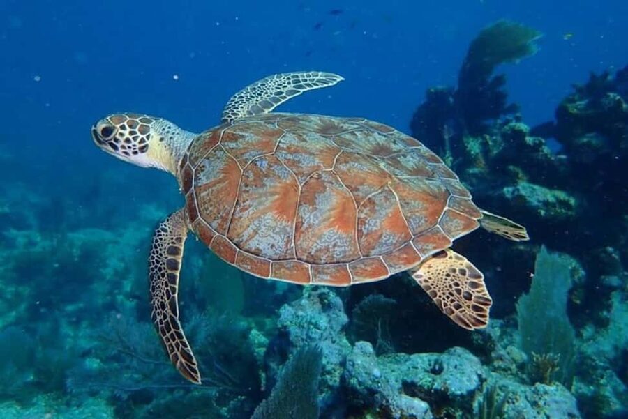 Key Largo: Snorkeling Trip - Key Points You’ll Care About