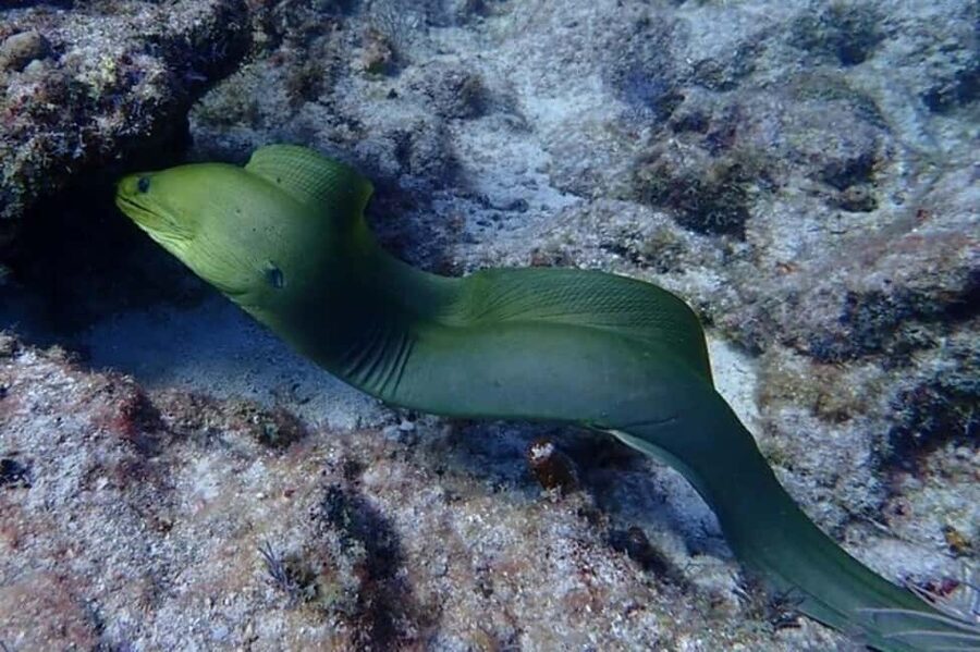 Key Largo: Snorkeling Trip - The 4-Hour Flow: Meet, Sail, Snorkel Twice, Relax