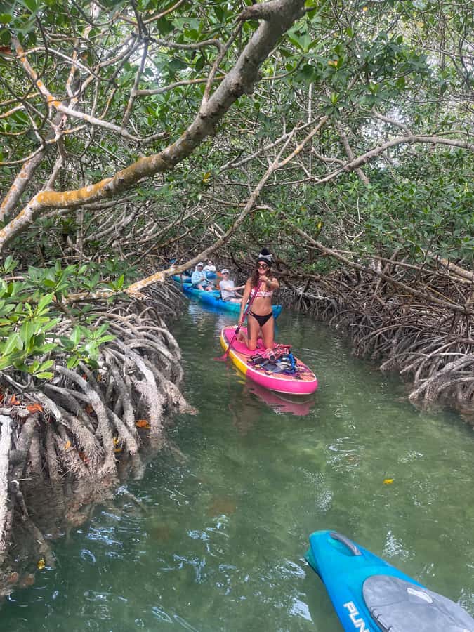 Key West: 2-hour Mangrove Kayak Tour - Gliding Through Key West’s Mangrove Tunnels
