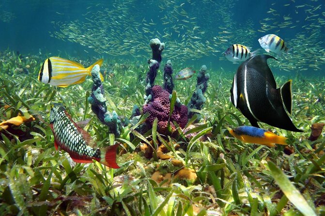 Key West 2 Reef Snorkel Tour & Sunset Cruise with Beer & Wine - Key Highlights Worth Marking