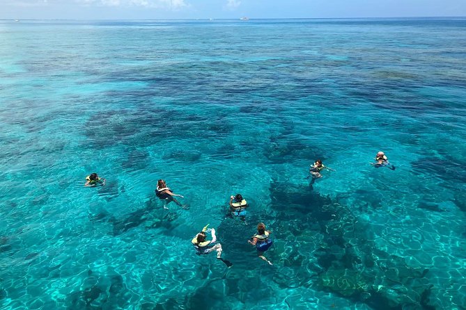 Key West 2 Reef Snorkel Tour & Sunset Cruise with Beer & Wine - What You Might See: Coral, Fish, Turtles, and Dolphins
