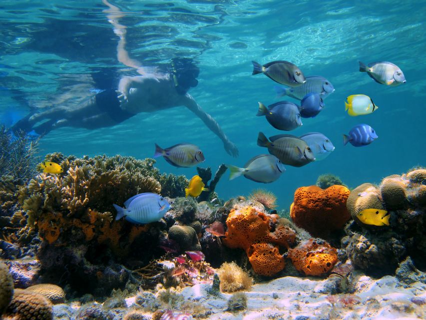 Key West: 2 Reef Snorkel With Sunset Cruise, Includes Drinks - Two reef snorkel stops on the Florida Keys coral barrier