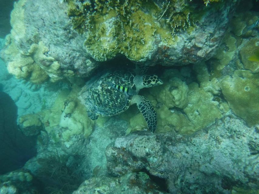 Key West: 3-Hour Afternoon Reef Snorkel with Drinks - Getting There and Finding the Boat at 201 William Street