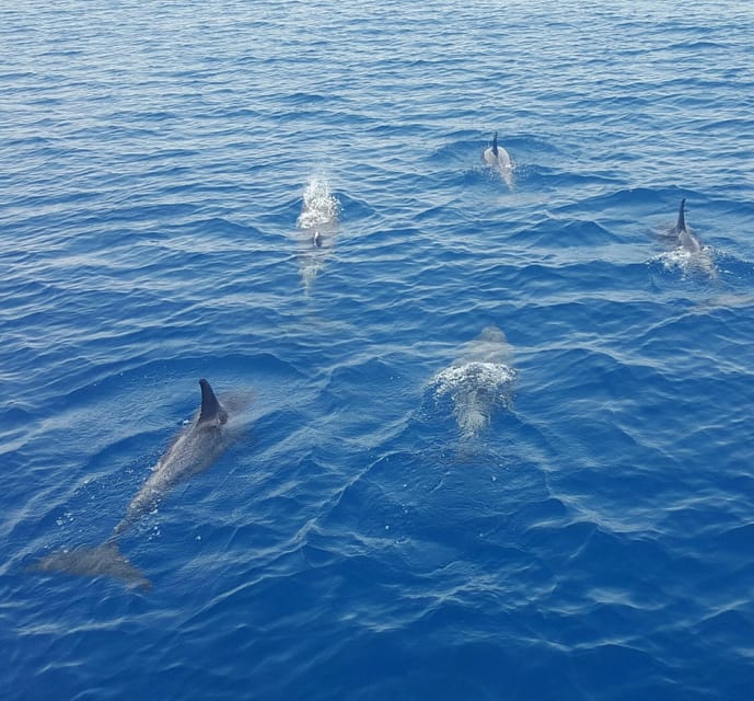 Key West: Afternoon Catamaran Sail and Dolphin Watch - Price and value: does $59 really make sense?