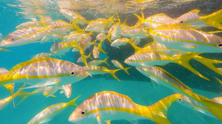 Key West: Afternoon Reef Snorkel Tour with Open Bar - What You Can See on the Florida Keys Reef