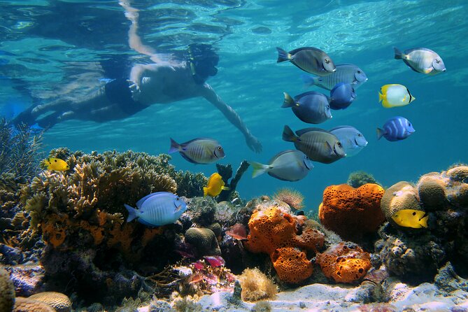 Key West Afternoon Reef Snorkeling with Open Bar - Stop at the Reef: What You’re Looking For Underwater
