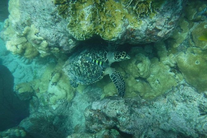 Key West Afternoon Reef Snorkeling with Open Bar - Crowd Size and Boat Feel: When It’s Great vs When It Gets Tight