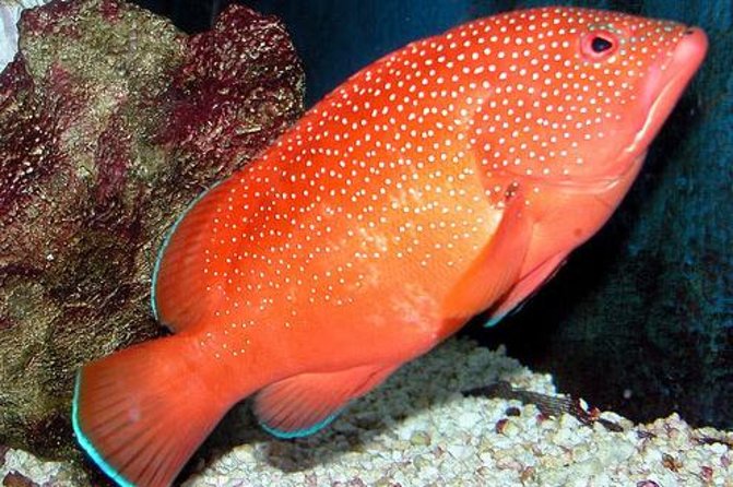 Key West Aquarium Admission - Key West Aquarium on Mallory Square: Perfect for a Rainy-Day Plan
