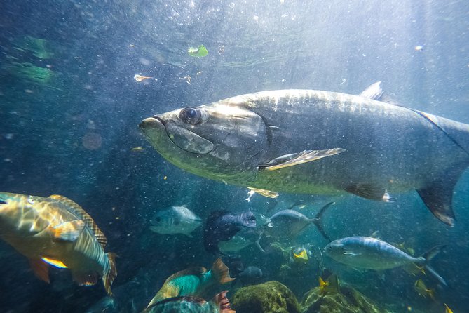 Key West Aquarium Admission - Touch Tank Time: Sea Stars, urchins, and the Hands-On Key West Connection