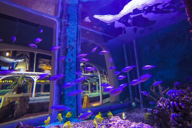 Key West Aquarium Admission - Shark Feeding Schedule: The Main Event You Should Build Around