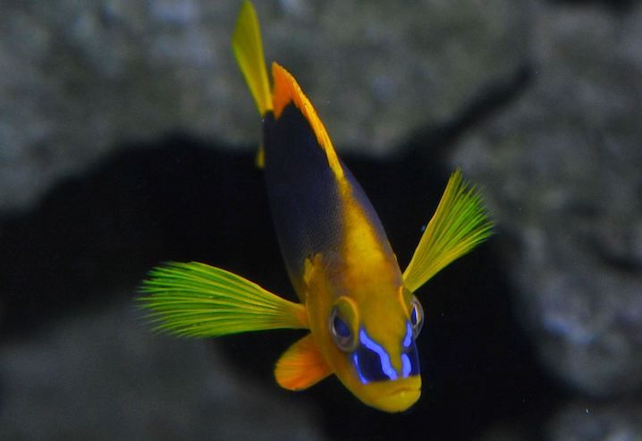 Key West Aquarium Tickets - Touch Tank: holding a starfish without the stress