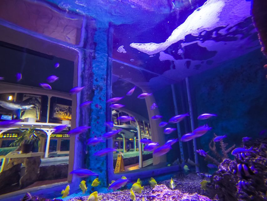 Key West Aquarium Tickets - The marine life list that makes this aquarium feel like the Keys