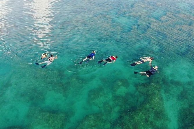 Key West Dolphin and Snorkel Experience - The Snorkel Reality Check: Why Conditions Affect Everything