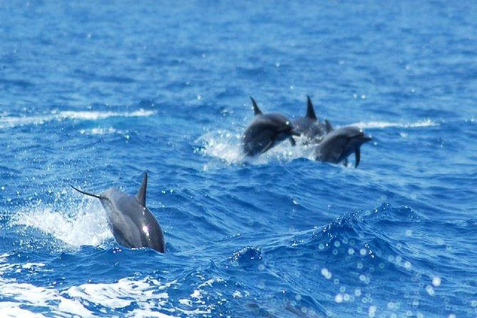 Key West Dolphin and Snorkel Experience - Group Size and Comfort: The Part to Pay Attention To